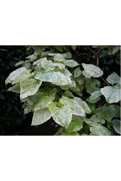 Молоде листя катальпи ’Pulverulenta’ 